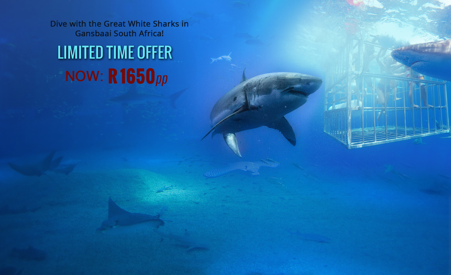 Shark Diving Special