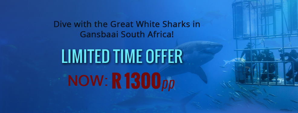 Shark Diving Special